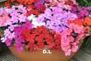 Na dnu ove stranice mozete pogledati sve moje oglase..,Kupovinom od jednog prodavca stedite na postarini..

Jednogodišnja biljka zinnia multikolor(lepi covek) visine oko 25 cm. Laka za uzgoj, voli dosta sunca.Mnogobrojni i raznobojni cvetovi krupnih latica i jarkih boja traju do kasne jeseni. Uzgaja se u lejama i žardinjerama.

Setva

Februar-April u zatvorenom na dubini 0.5 -1cm,Presadjivanje ili iznosenje na otvoreno april-maj..

Sejanje na otvoreno Maj-Jun-na dubini 1-2 cm,na razmak 20x20 cm

Sejati prema upustvu na pakovanju.

Prodaje se pakovanje oko 100 semena